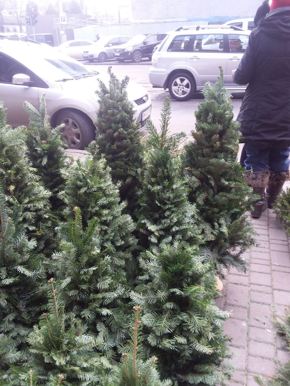 Улица Пантелеймоновская, 76. Тут елки стоят от 150 гривен.
