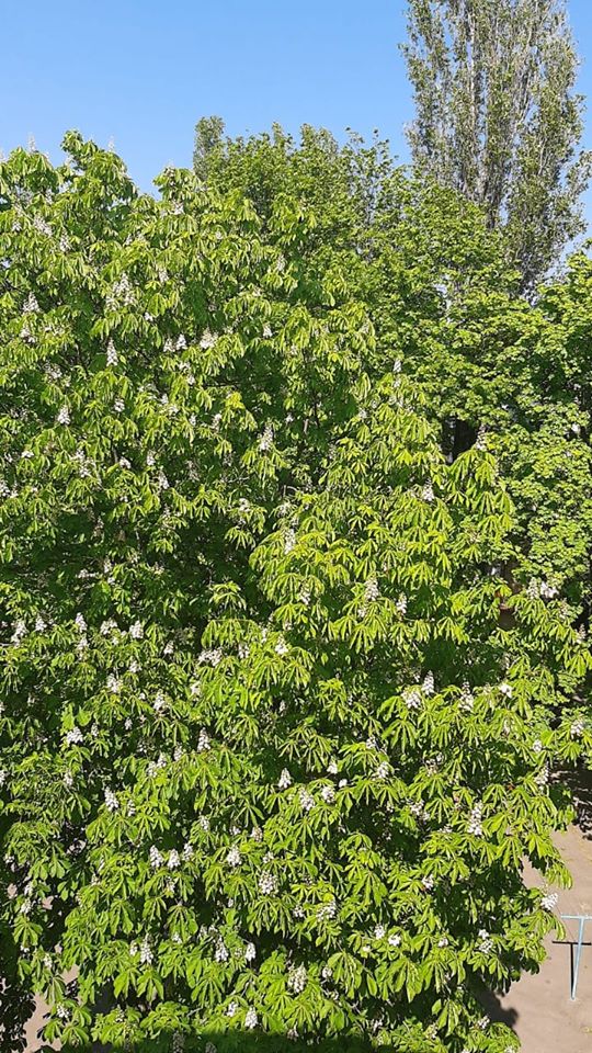 Цветение каштанов в Одессе. Фото: Жанна Стоянова