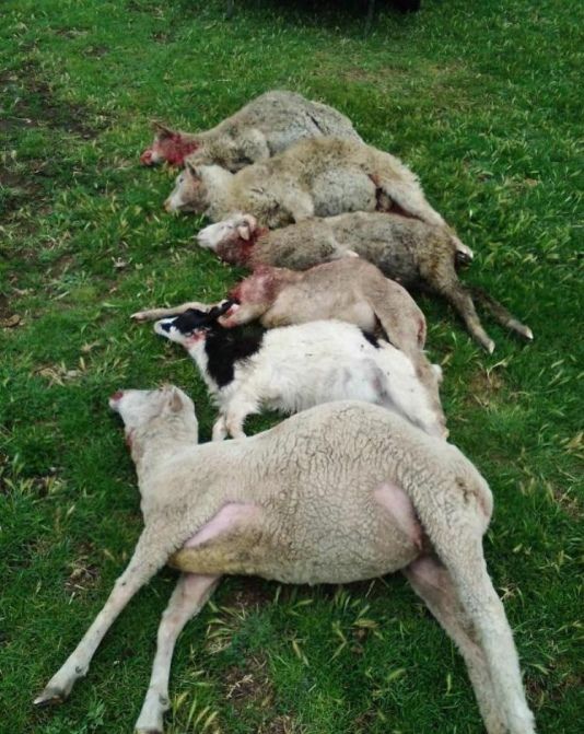 В Одесскую область вернулись волки. Фото: БессарабияINFORM