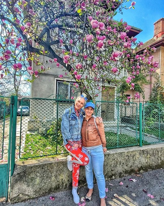 Дерево магнолии в частном секторе Аркадии.