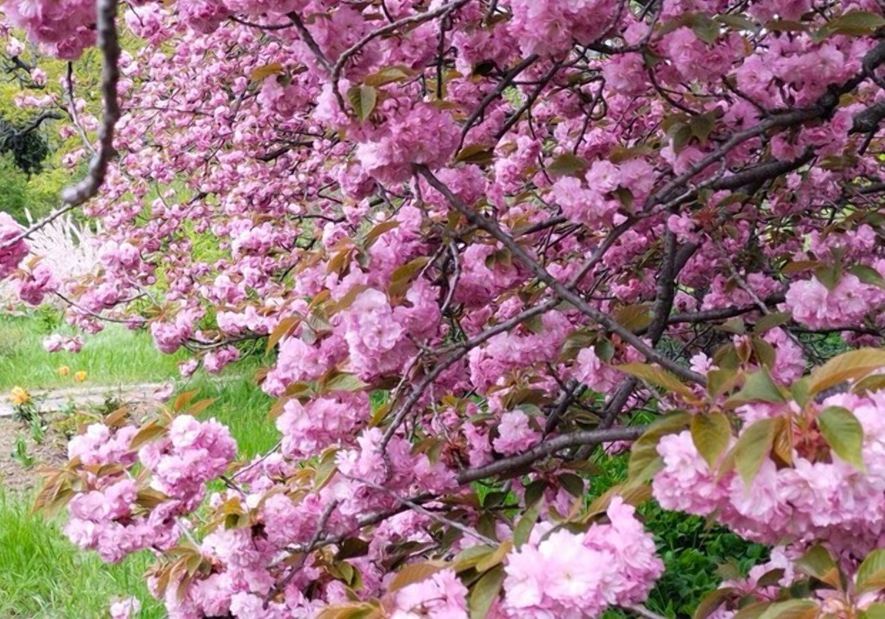 Сакура на старой территории Ботсада.