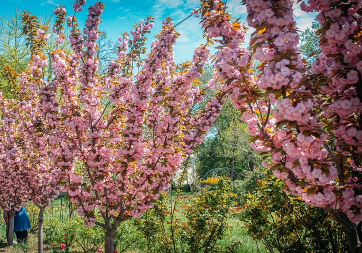Сакура на новой территории Ботсада.
