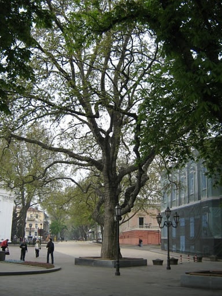 Платан Пушкіна у Львові.