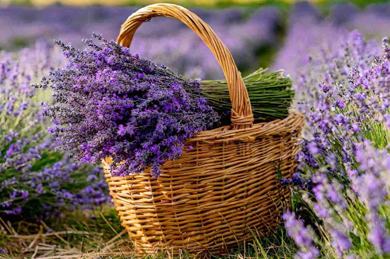 Поле на территории Сергеевской территориальной громады.