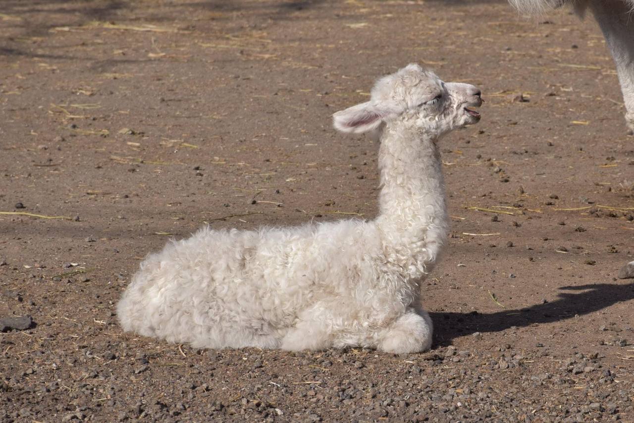 В Одеському зоопарку народилося дитинча лами і випустили новий кліп.