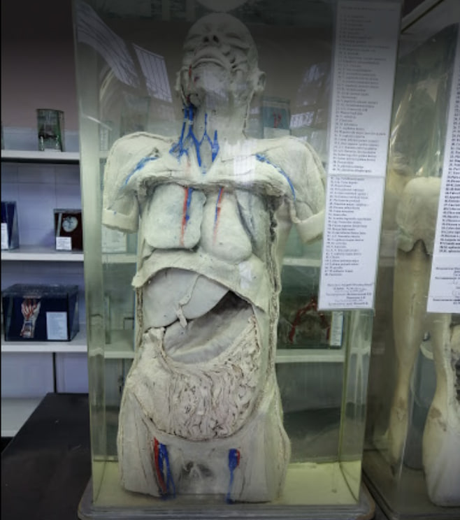 Музей анатомии человека.