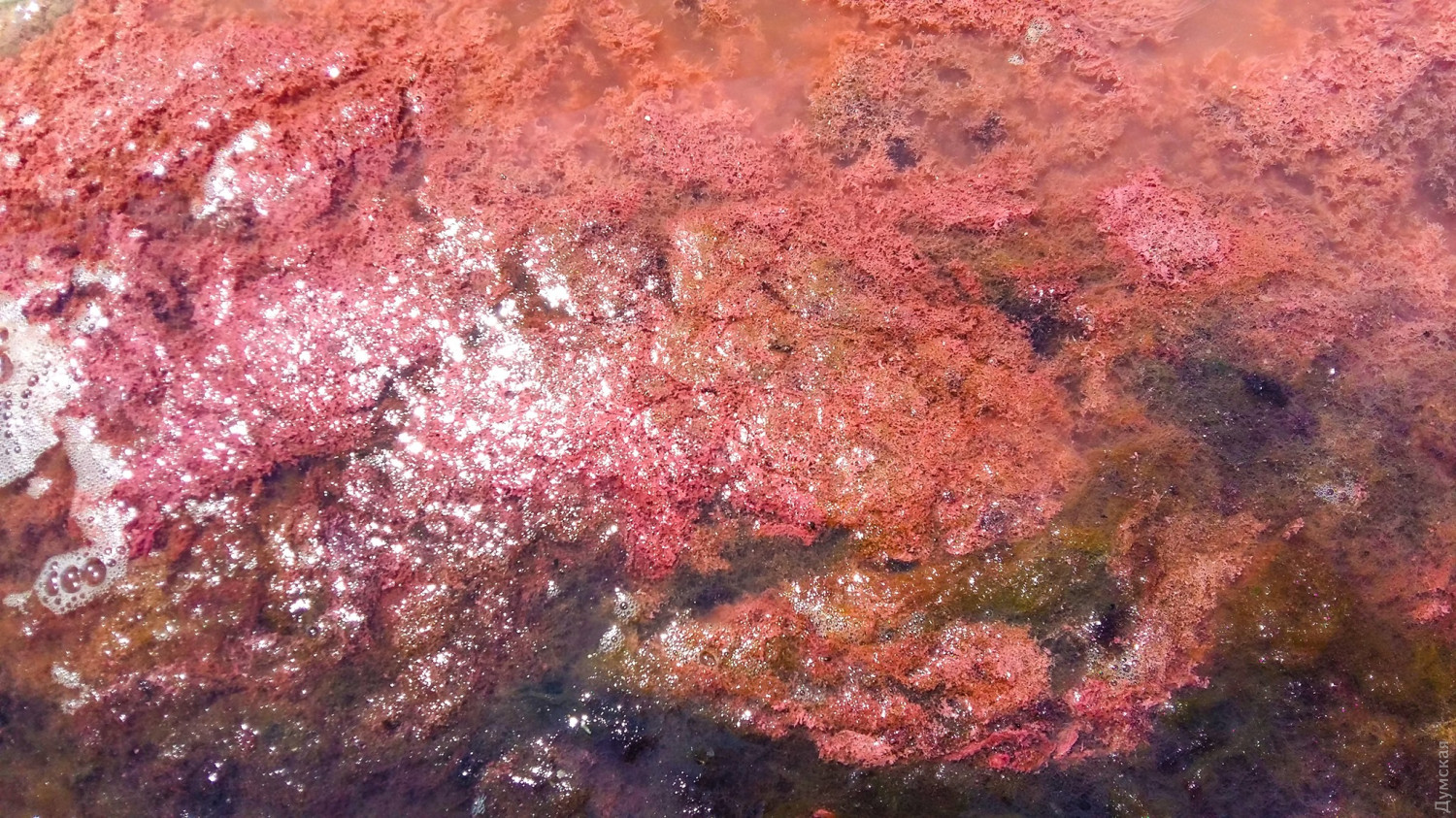 В Одесской области порозовел лиман. Фото: Думская