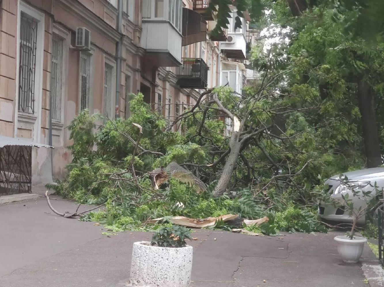 Упавшие деревья в Одессе. Фото Думской