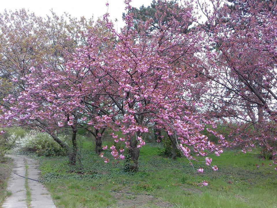 Сакура на урале фото