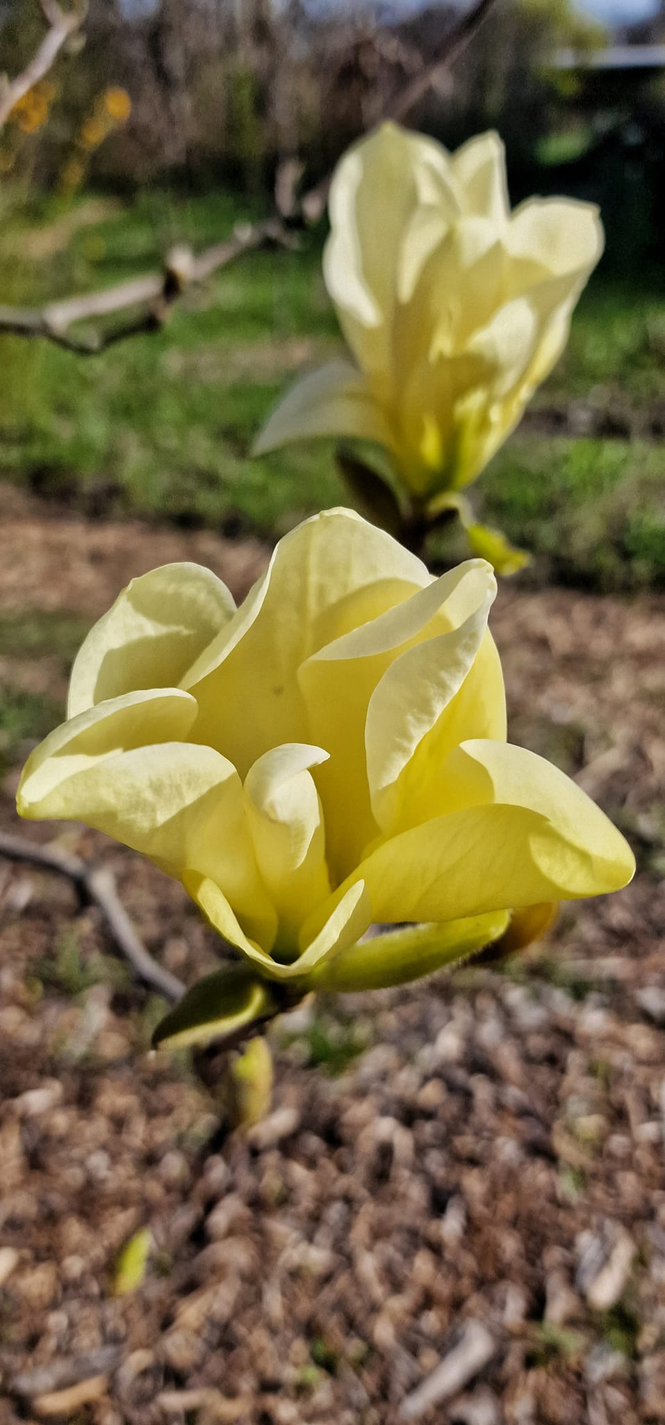 Желтая магнолия.