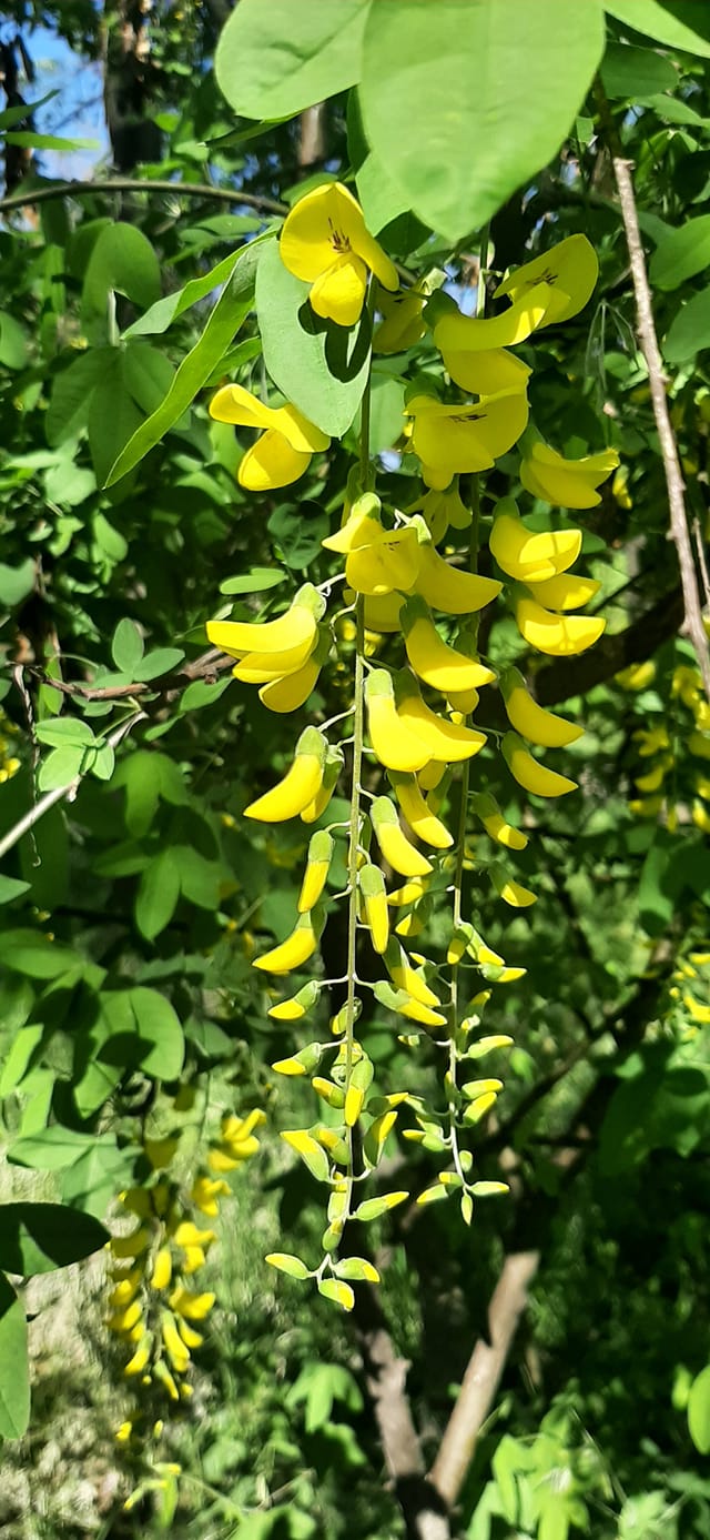 Желтая акация в Одессе. Фото: Василий Серафим