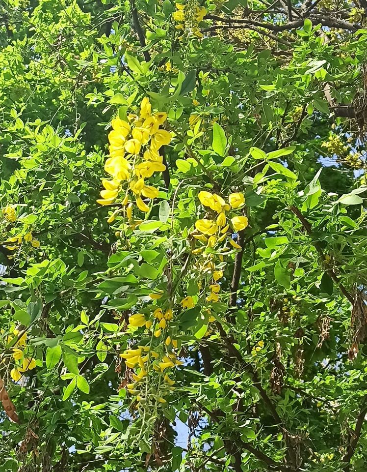 Цветение золотой акации в Одессе. Фото: Ирина Тонких