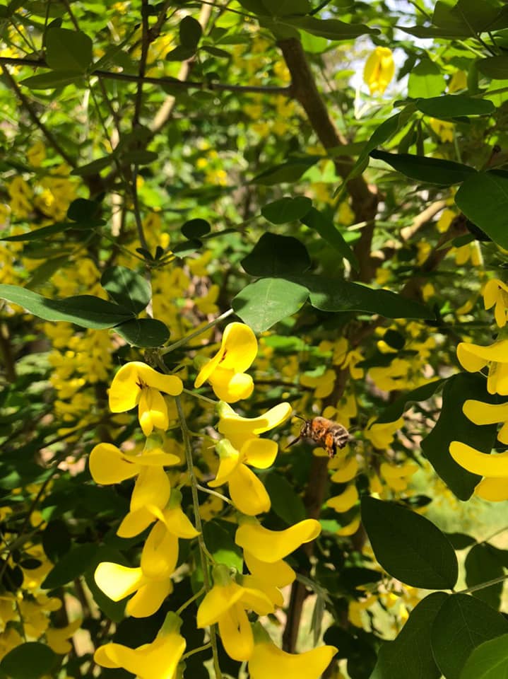Цветение золотой акации в Одессе. Фото: Лидия Сорокина