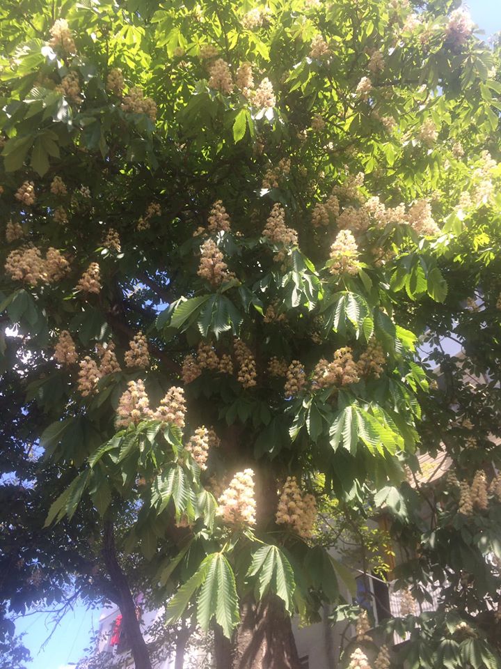 Цветение каштанов в Одессе. Фото: Люда Никифорова