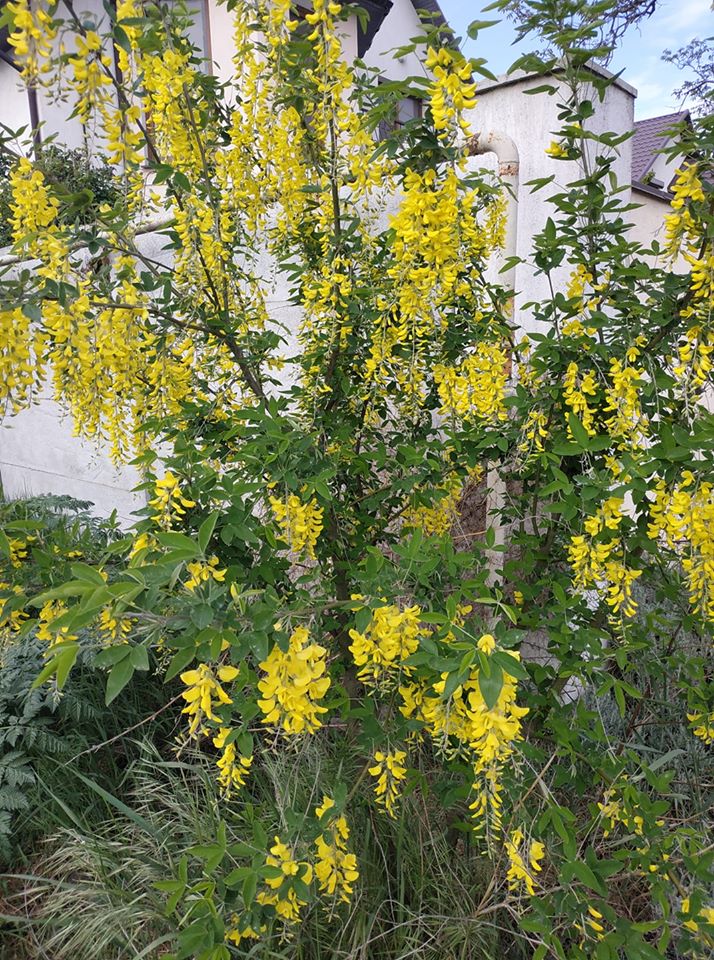 Цветение золотой акации в Одессе. Фото: Наталья Митиш