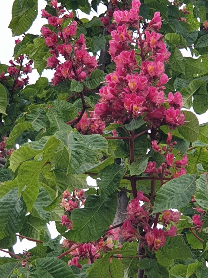 Цветение каштанов в Одессе. Фото: Олег Дементьев