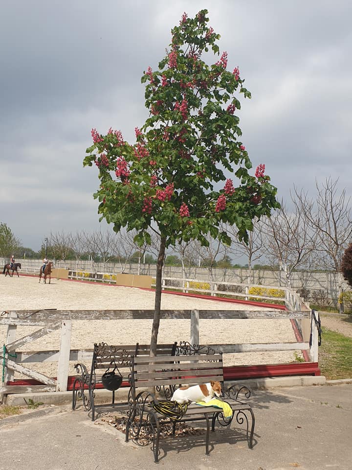 Цветение каштанов в Одессе. Фото: Олег Дементьев