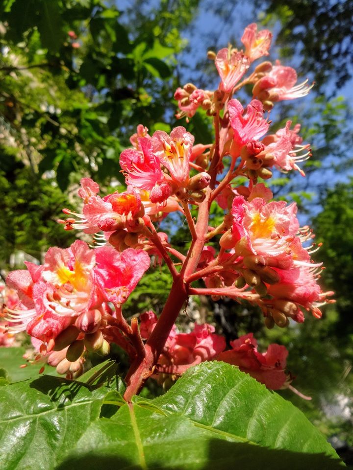 Цветение каштанов в Одессе. Фото: Татьяна Андросова