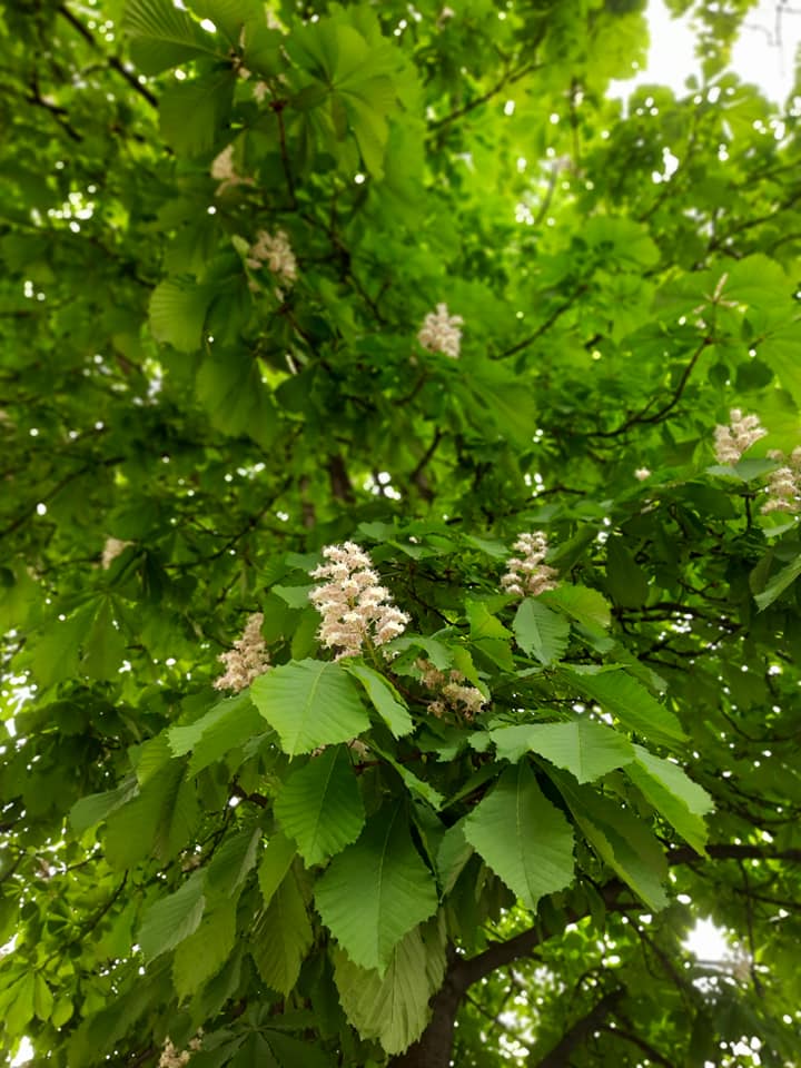 Цветение каштанов в Одессе. Фото: Татьяна Осипова