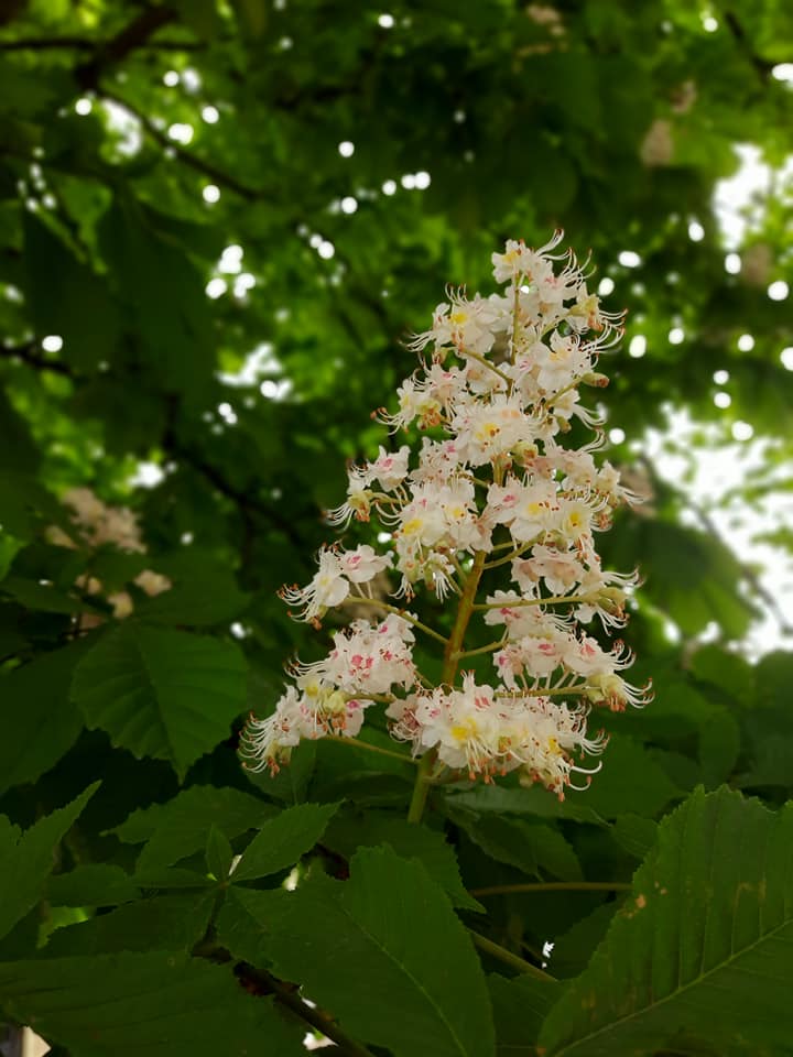 Цветение каштанов в Одессе. Фото: Татьяна Осипова