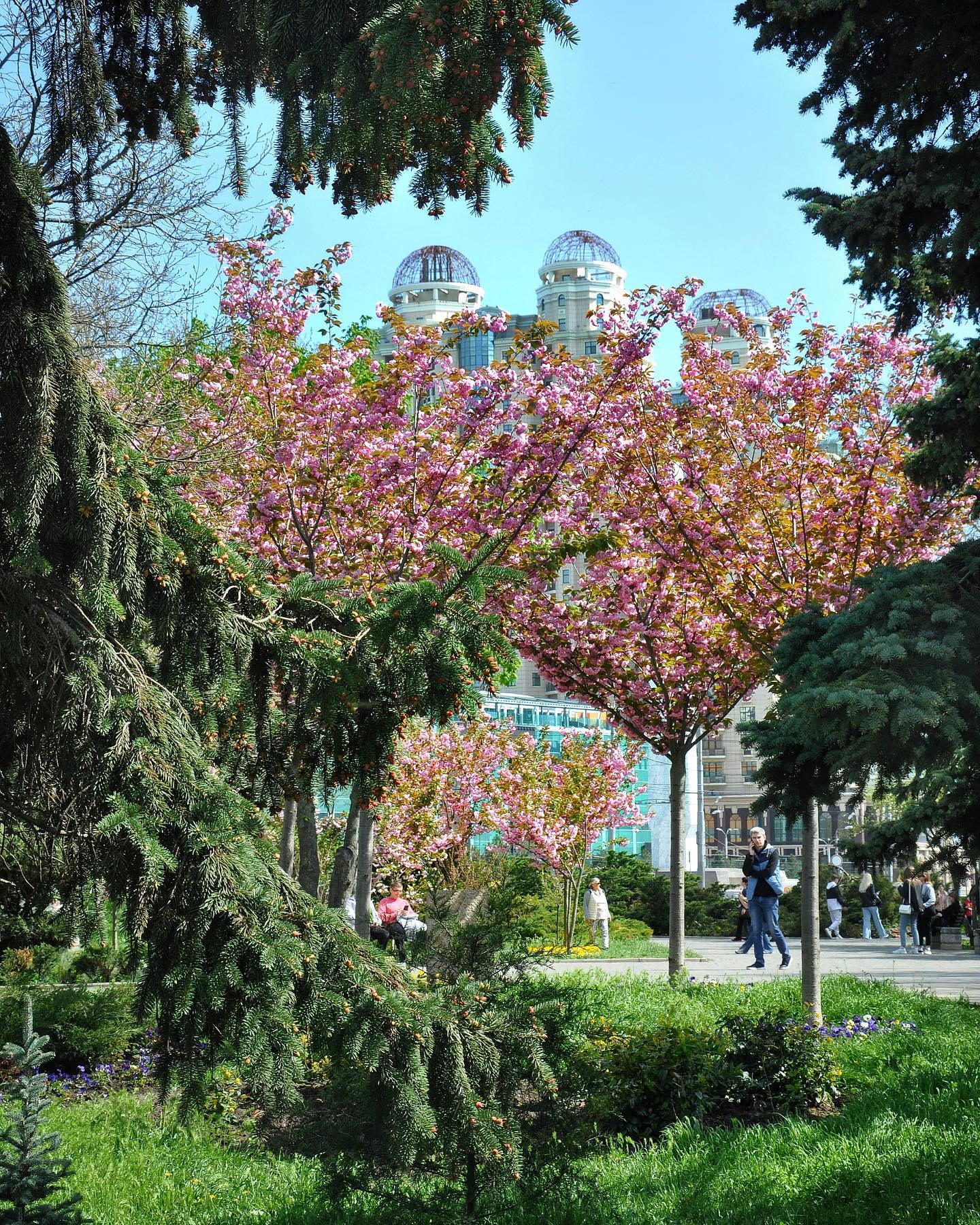 Сакура возле отеля на улице Генуэзской, 24.
