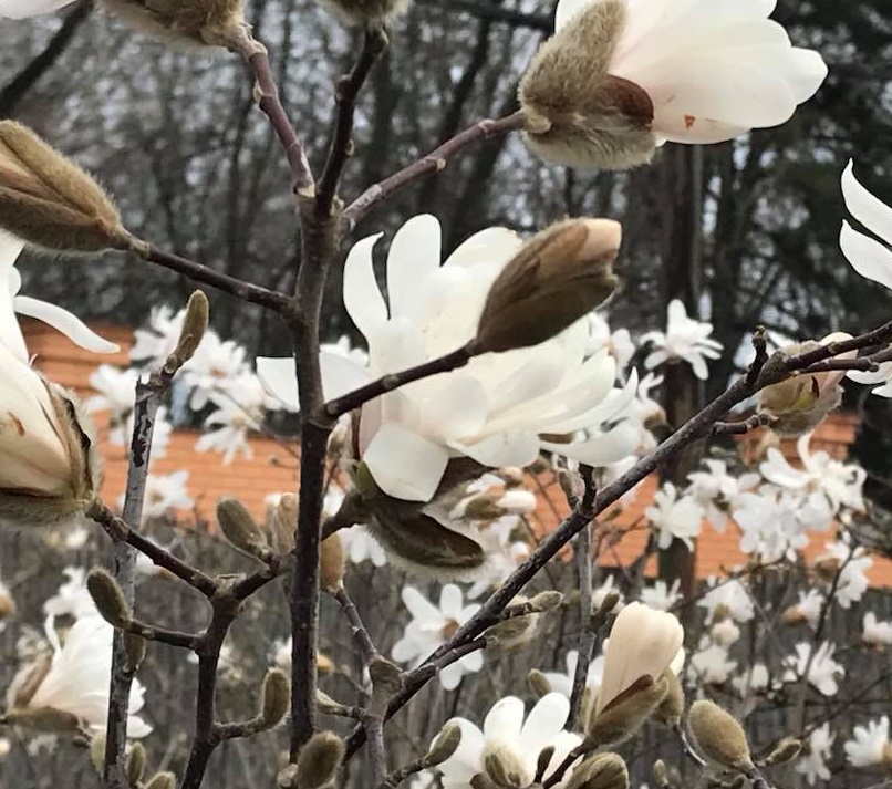 Магнолии на 411 батарее.