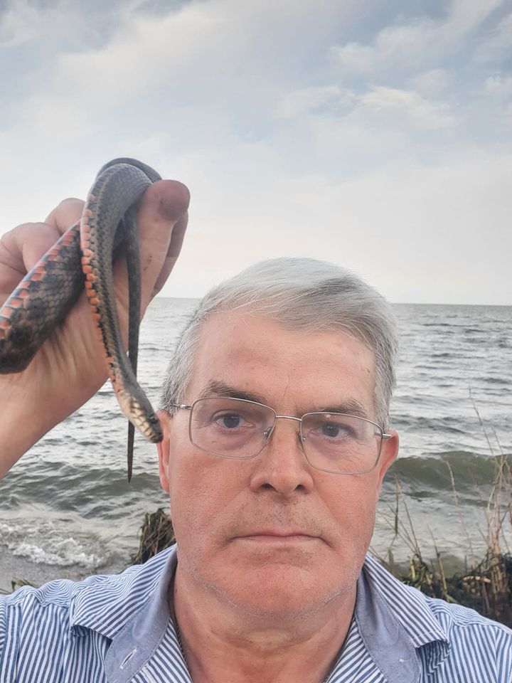 На Одещину припливли змії з Херсонщини.