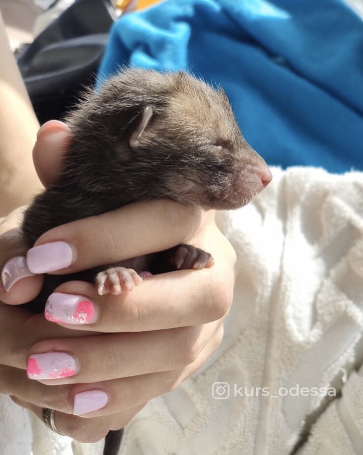 Двое мужчин погибло под Одессой, спасая лис и собаку