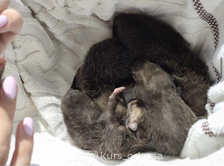 Двое мужчин погибло под Одессой, спасая лис и собаку