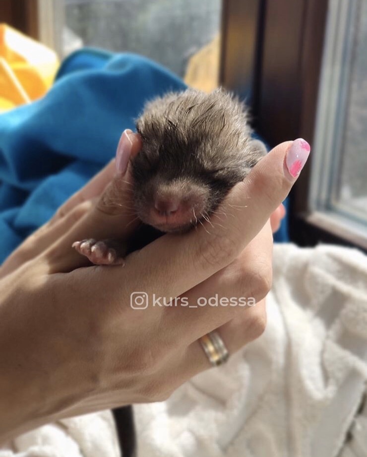 Двое мужчин погибло под Одессой, спасая лис и собаку