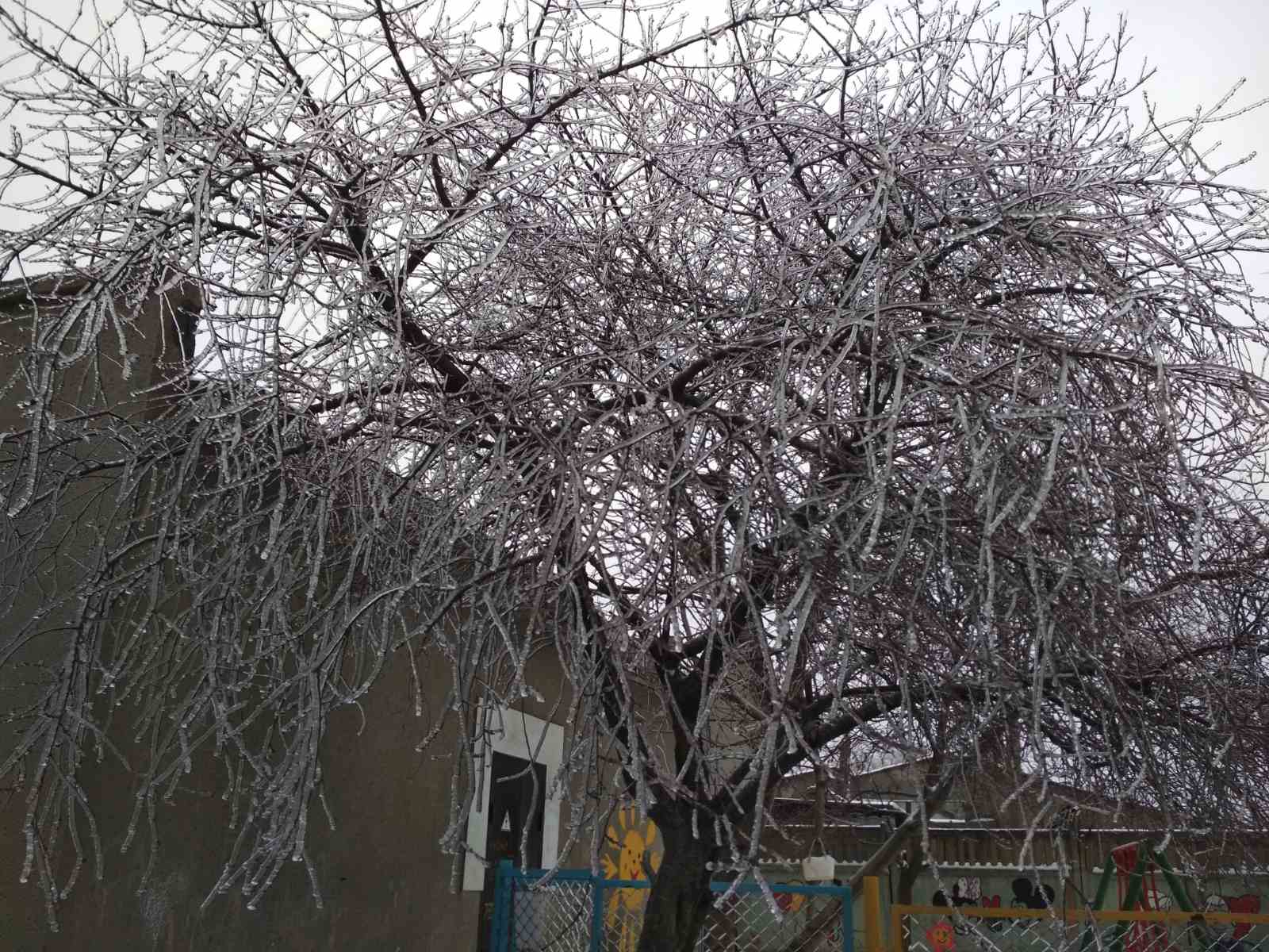 В Одессе древопад: на этот раз из-за обледенения. Фото Сергея Задорожного 