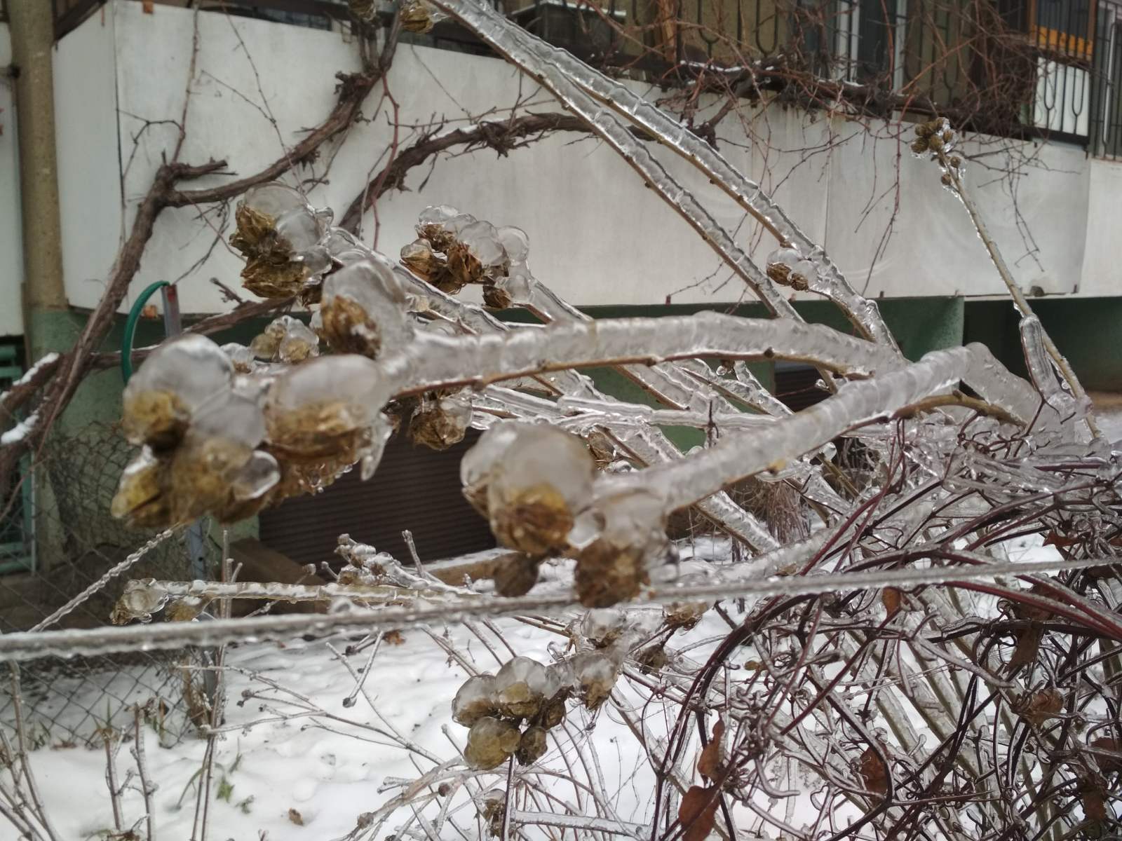 В Одессе древопад: на этот раз из-за обледенения. Фото Сергея Задорожного 