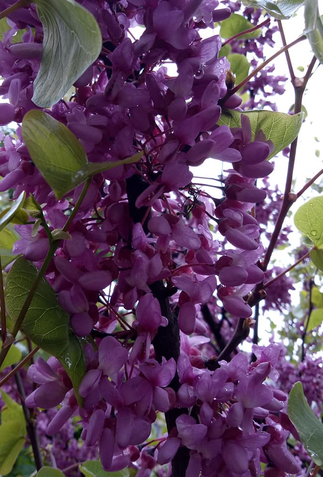 Соборная площадь.