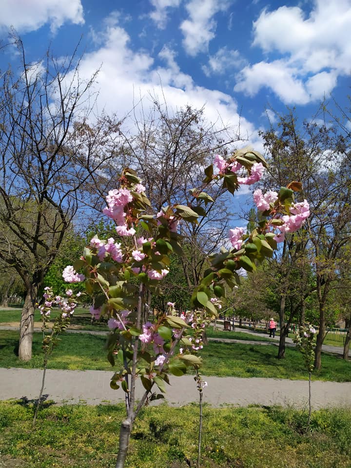 Сакура на Крымском бульваре.