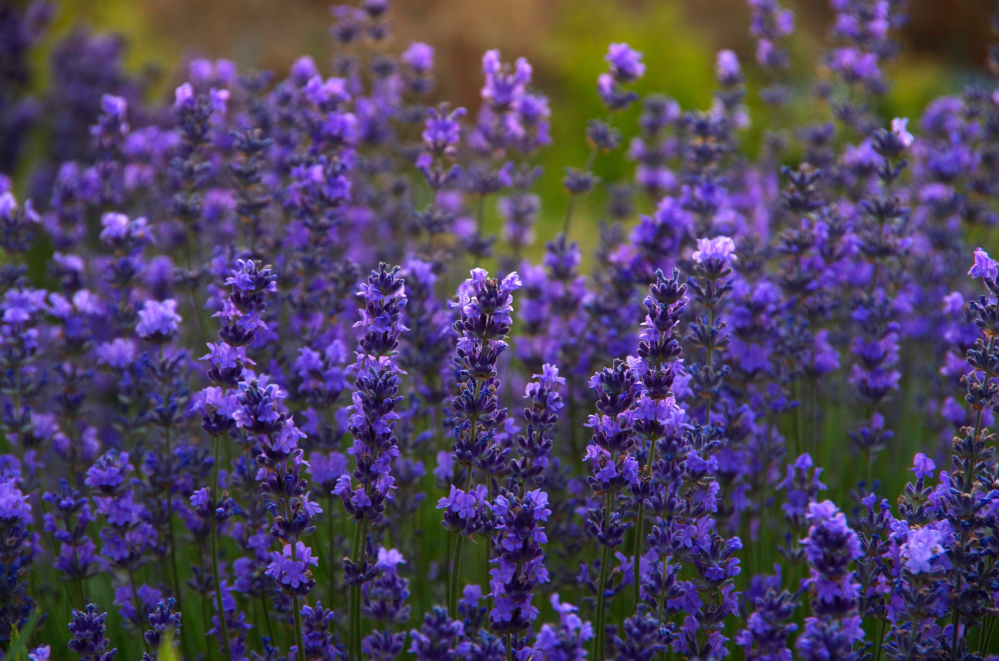 Село Выгода.