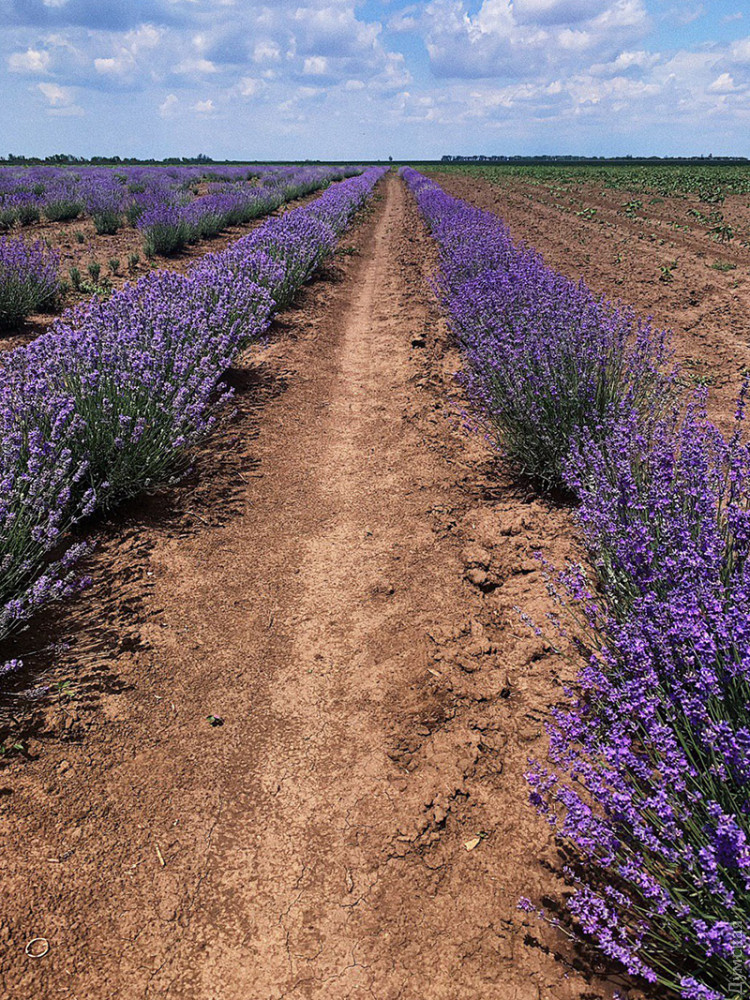 Васильевка.