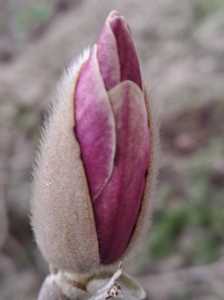 Магнолии в марте.