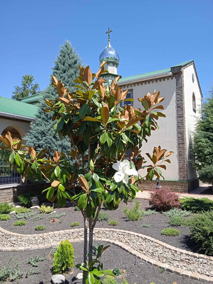 Поздняя (летняя) магнолия в Женском монастыре в честь иконы Божией Матери "Целительница".