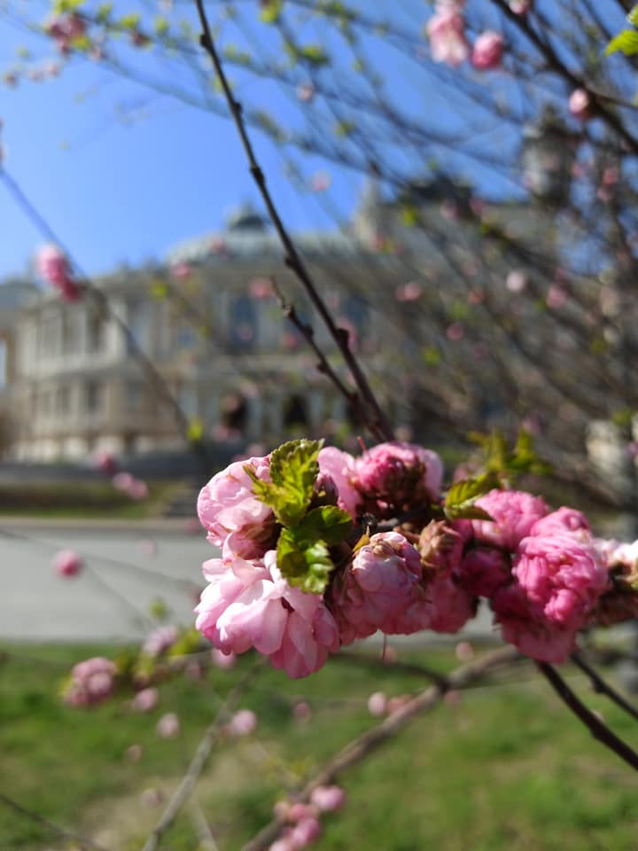 Сакура возле Оперного театра.
