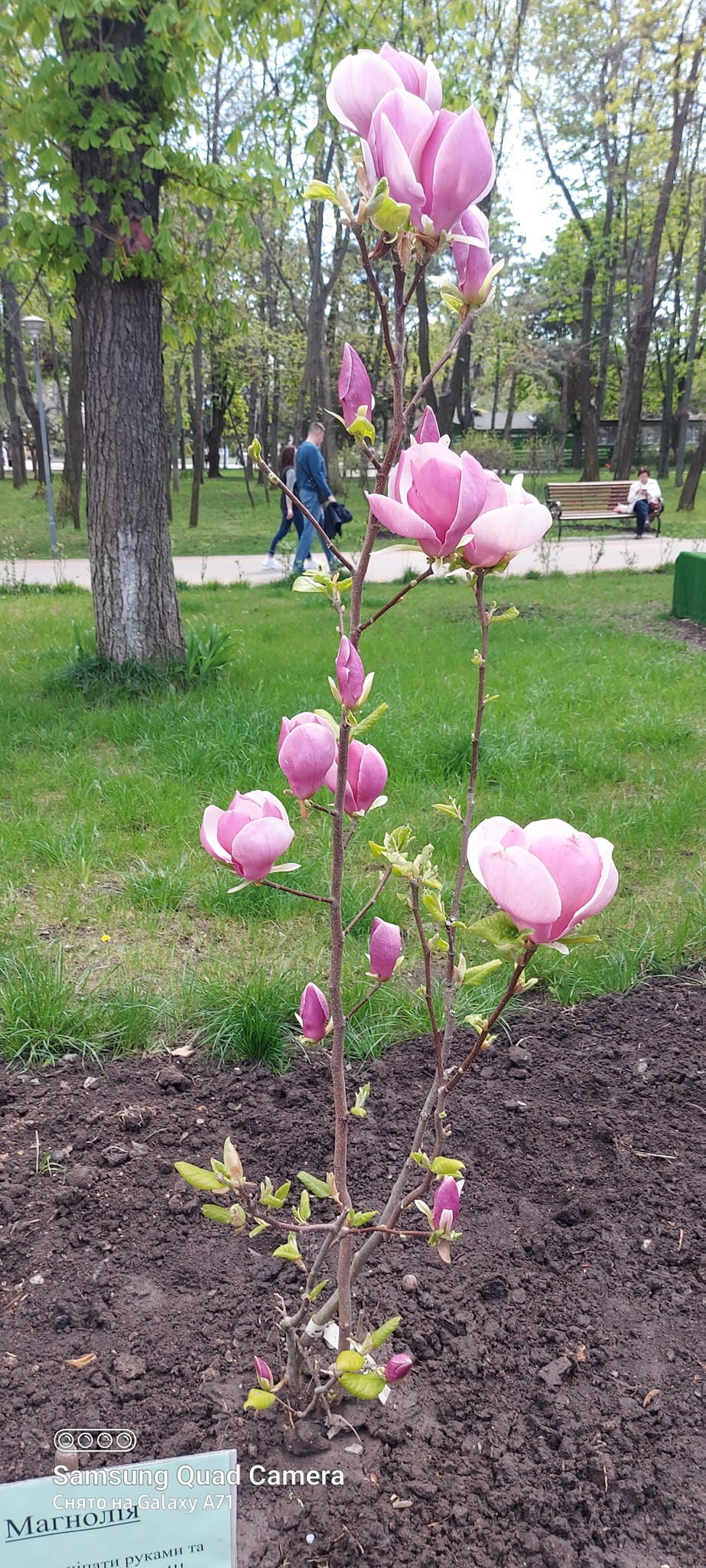 Небольшие деревья магнолии в парке Горького.