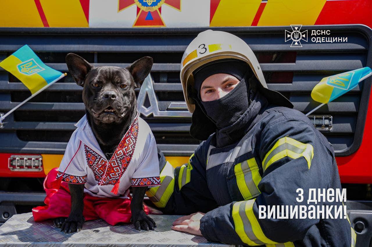 Пес Мажор на День вышиванки.