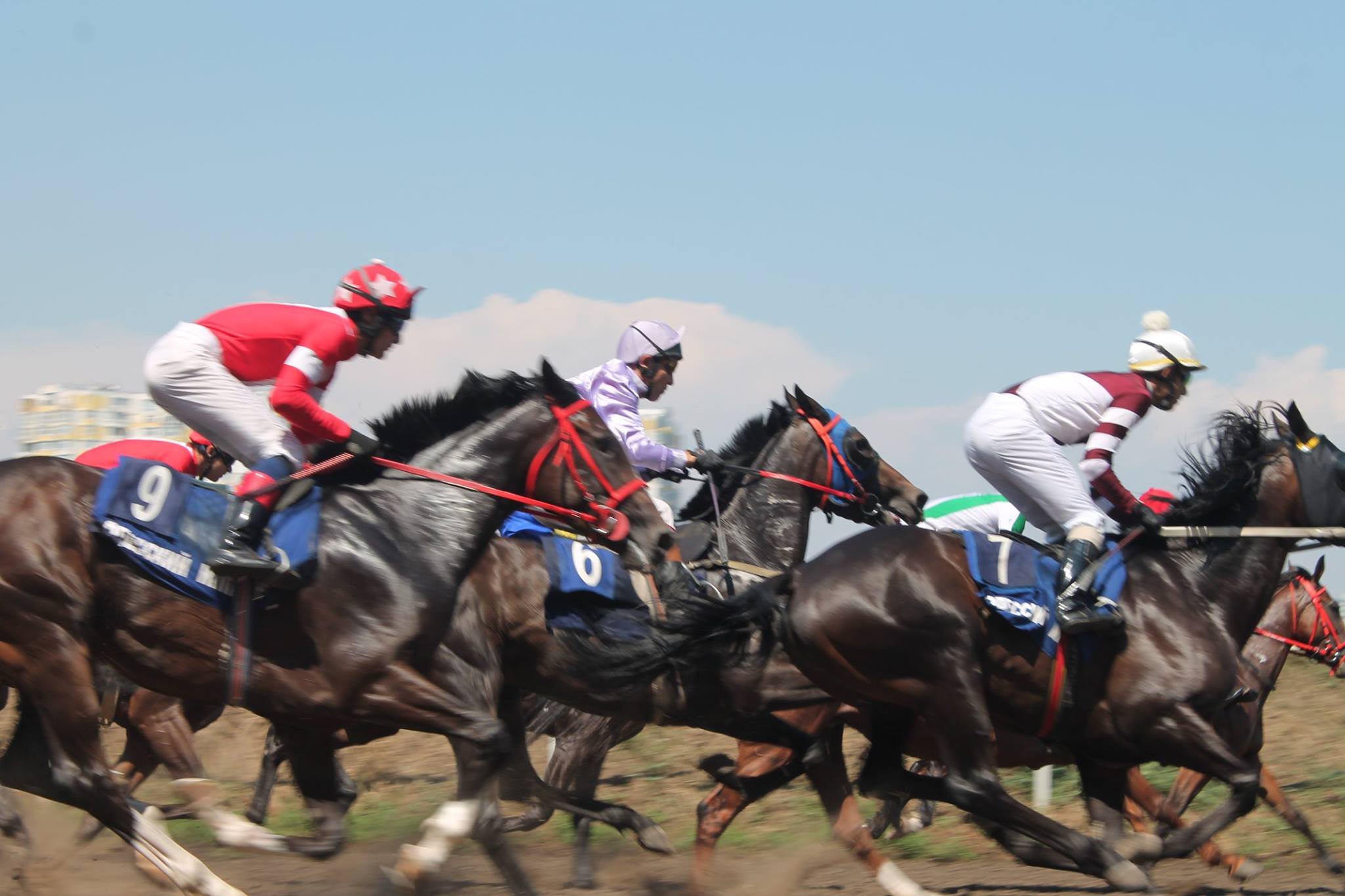 Поддержи животных: где в Одессе покататься на лошадях фото 1