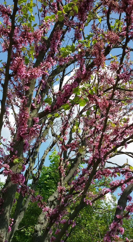 Иудино дерево в парке Победы.