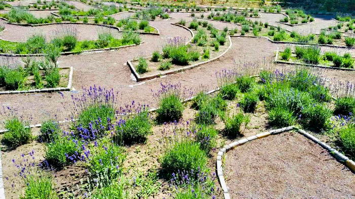 В Ботаническом саду ОНУ имени Мечникова на Французском бульваре.