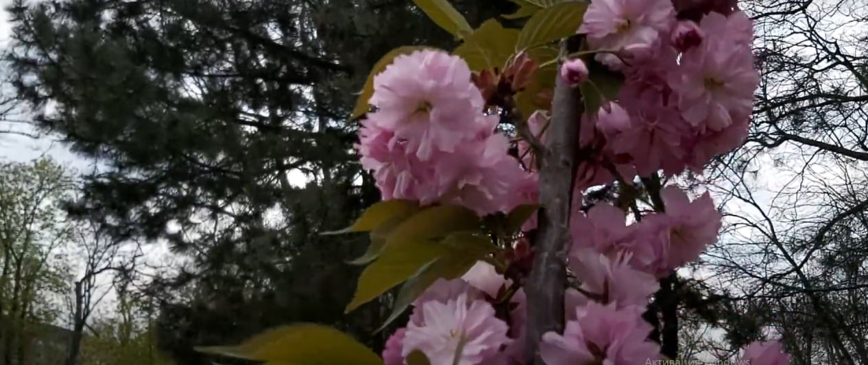 Сакура в парке Шевченко.