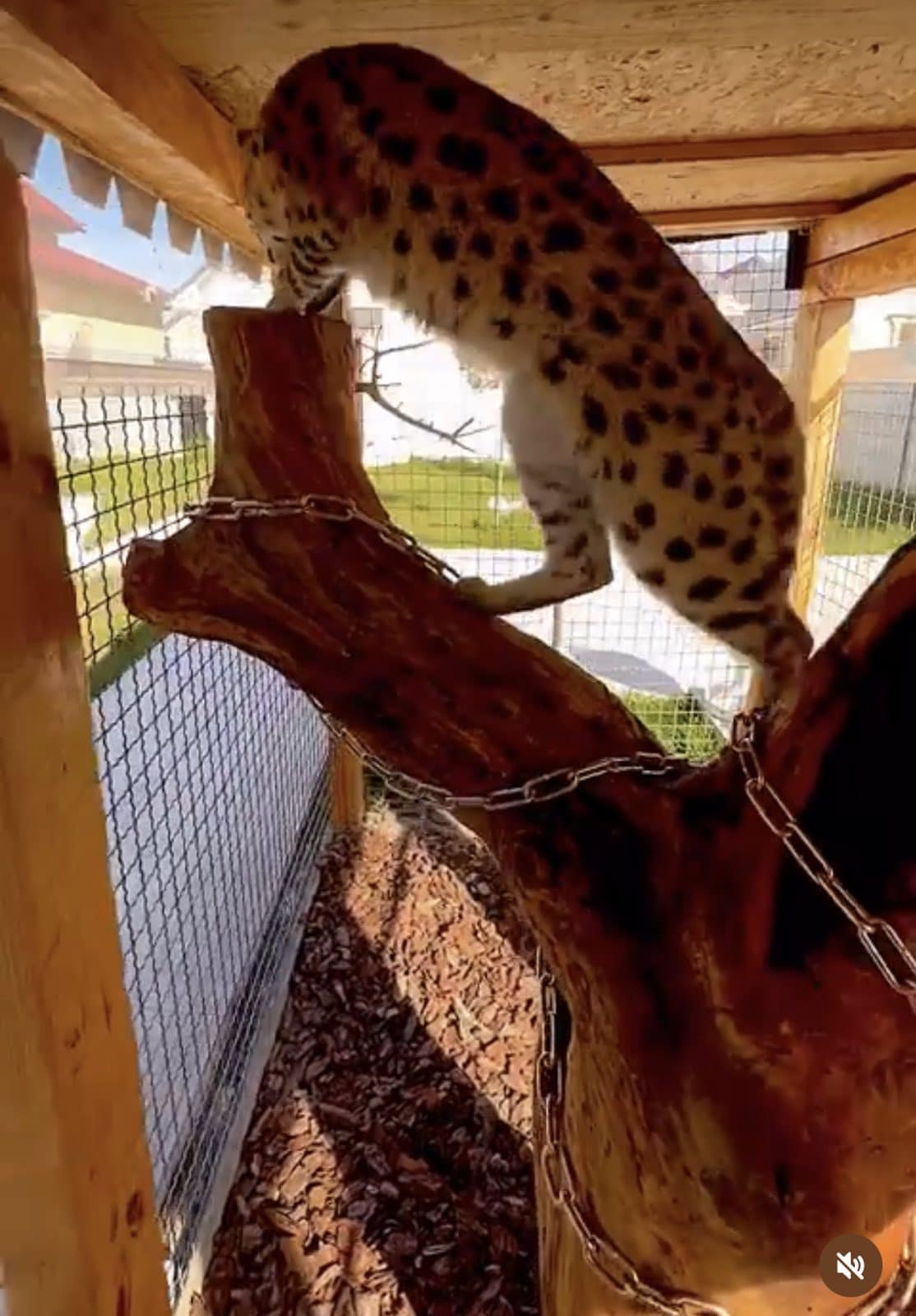 В Одессе ищут сервала, который сбежал из домашнего вольера.