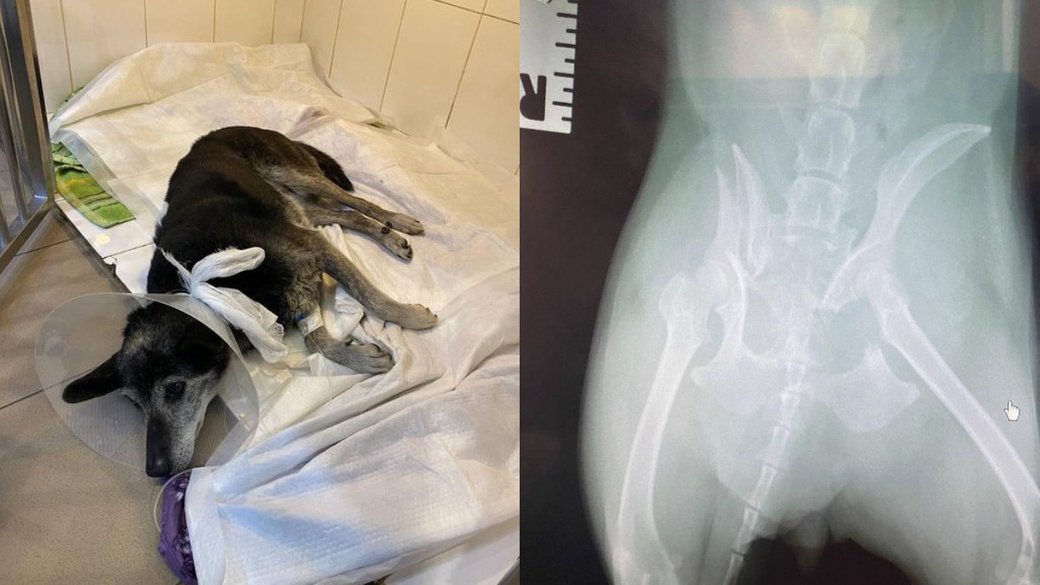 В Одессе мужчина на авто сбил собаку и сбежал: полиция открыла дело.