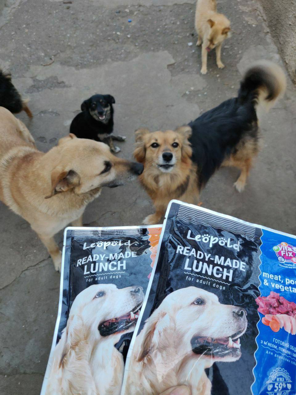 БільшеСобакFest.