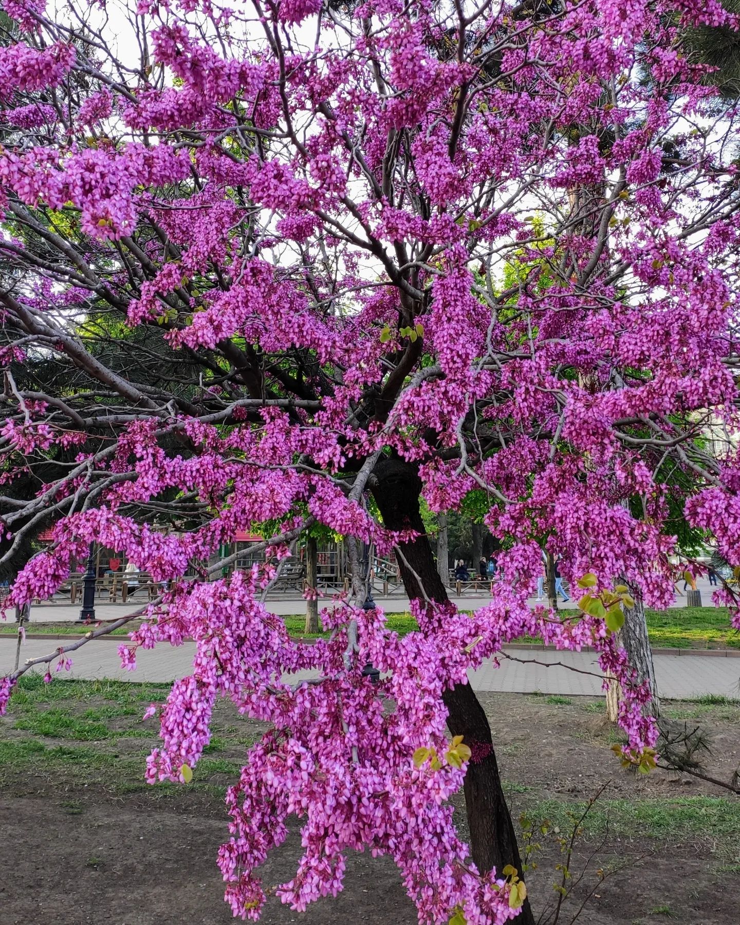 Иудино дерево.