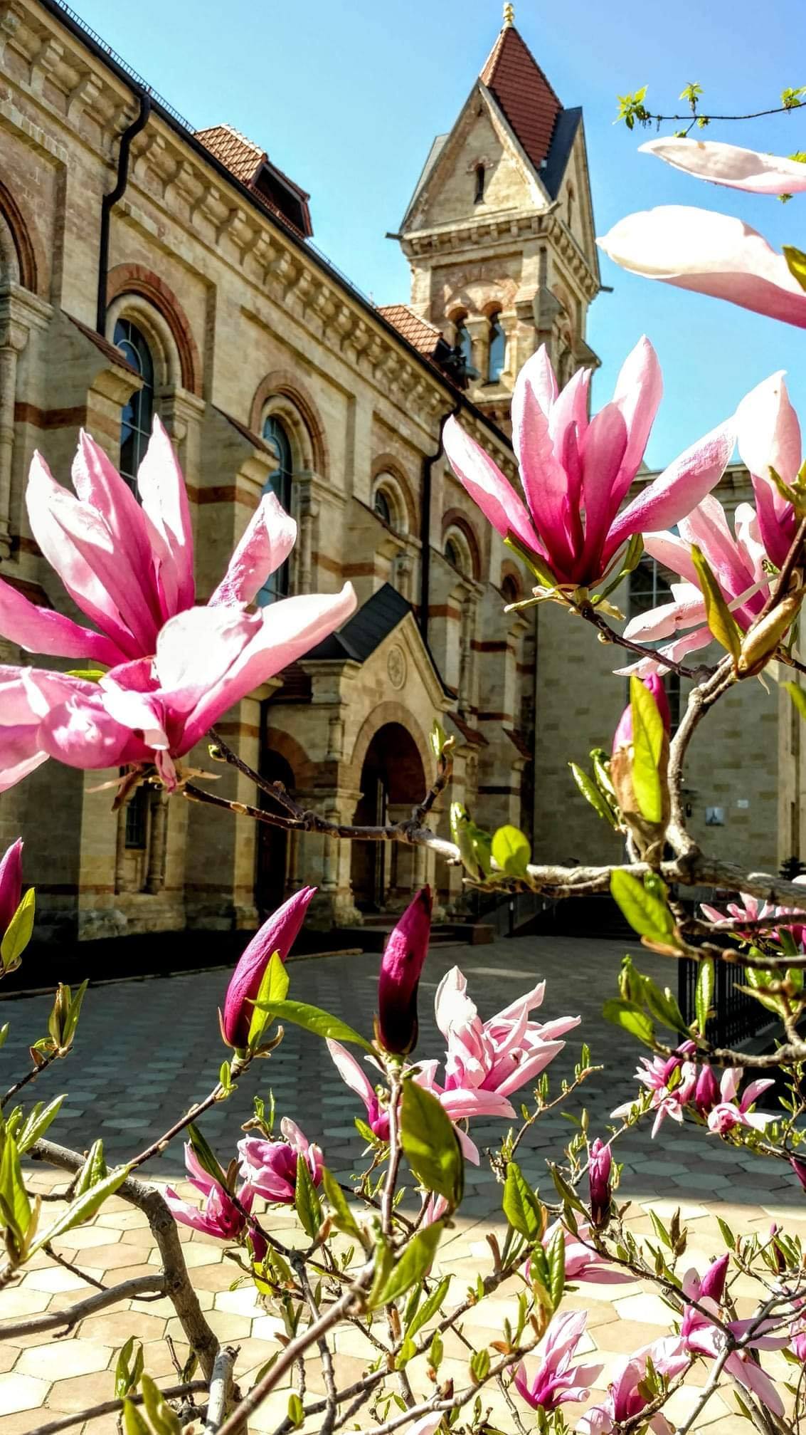 В Одессе уже цветет магнолия: где полюбоваться фото 1